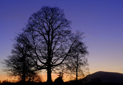 Tree and Tinto Hill, Scotland