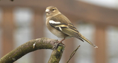 Chaffinch 2