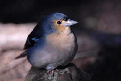 Chaffinch