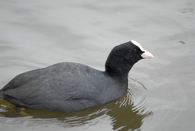 Coot.jpg