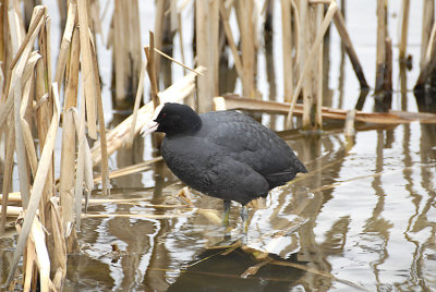 Coot 2.jpg