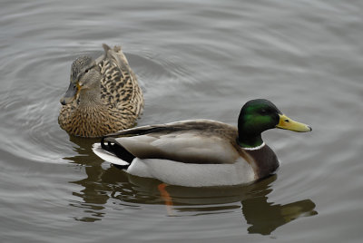 Mallard pair.jpg