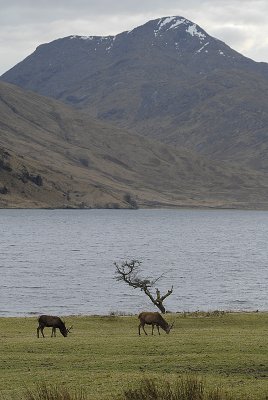 Deer at Loch Arkaig