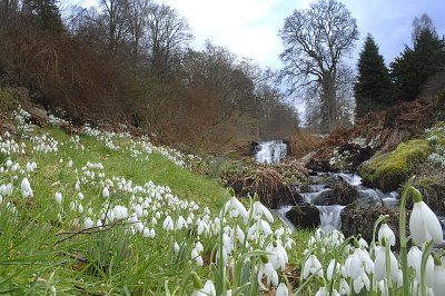 Snowdrops at Dawyck 2.jpg