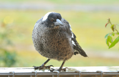 One of last season's young Magpies