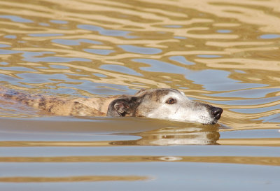 Lucy enjoying her swim after our walk.