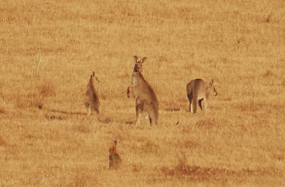 Two does, a joey and a hare.