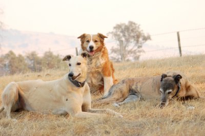 Daisy with the Grey girls.