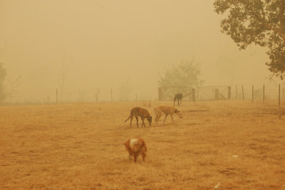 Early morning smoke - looking North East 7-12-06