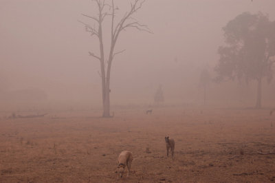 Smoke and front home paddock.  5 8-12-06