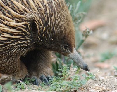 Echidna - Up close and personal.
