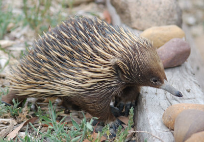 Echidna - I'm not sure about this.
