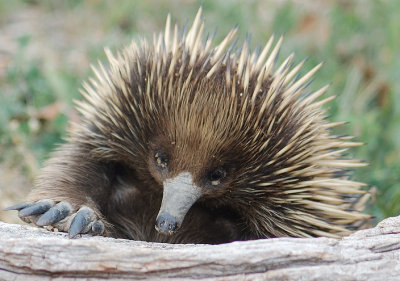 Echidna - This is a little tricky.