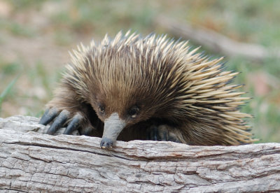 Echidna - Foo?