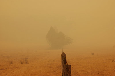 Smoke along the fence line