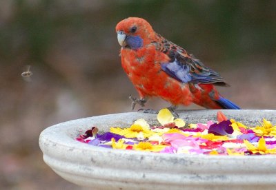 Crimson Rosella - I'm not sure about that bloke.