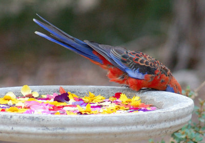 Crimson Rosella - Nope, nothing under there.