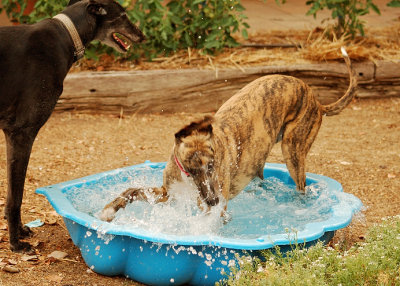 Terri is having a ball, but Nero doesn't like getting splashed!