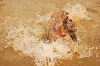 Terri - Isn't it fun in the dam to-day.