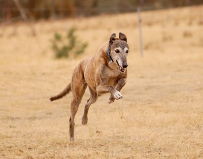 Lucy - life in the old girl yet, at almost 12 y.o.