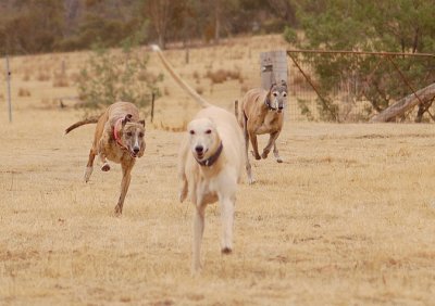 Honey leading, Terri a close second and Lucy trying hard for third.