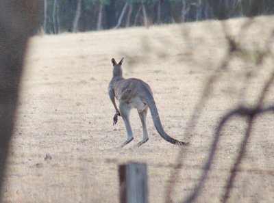 A large lone kangaroo