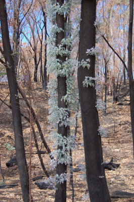 Leaf regrowth 3 weeks after bushfire.