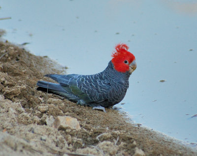 Gang Gang Cockatoo