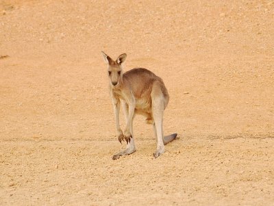 Young male roo.  Something's not right here.