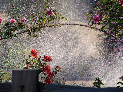Sprinkler in the garden.