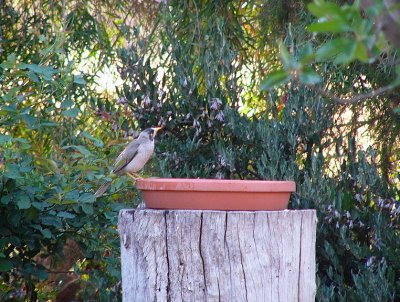 Noisy Miner at bird bath.