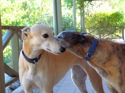 Honey & Lucy - girl talk.