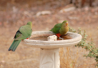 Juvenile or female King Parrots.