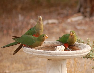 Female or juvenile King Parrots.