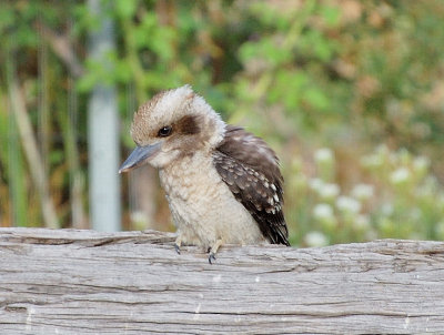 Kookaburra - This could be a juvenile Jacky as it's on it's own in the garden