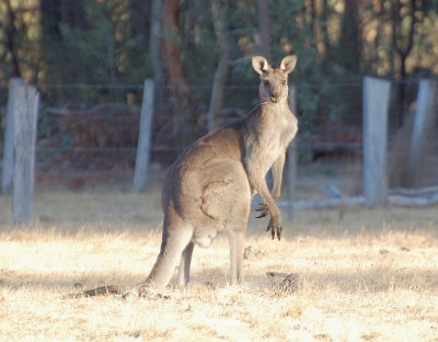 A fine young buck Kangaroo.  His does hopped away but he stayed to check us out.