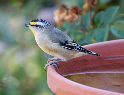 Striated Pardalote 