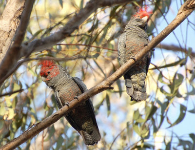 Gang Gang Cockatoos - perhaps immature males with head plumage changing.