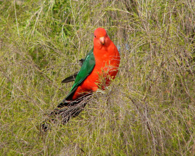 Male King Parrot.