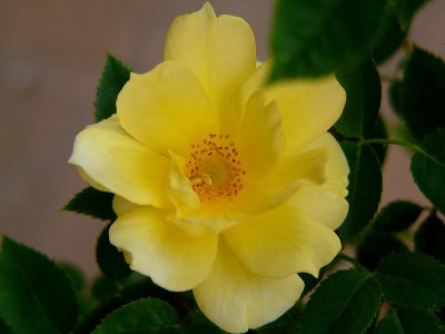 Small yellow rose 