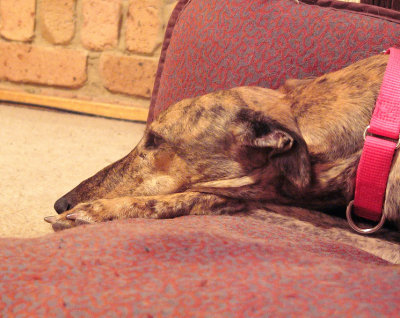 Lainie on Lucy's cushion.