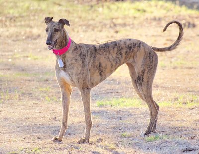 Lainie, an elegant young Greyhound.