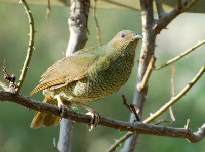 Female Satin Bower Bird - getting ready to take off. Taken through the window.