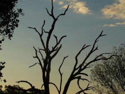 Afternoon tree silhouette