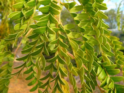 Gleditsia leaves