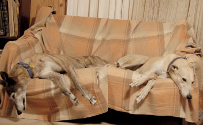Lucy & Honey sharing their dog couch.