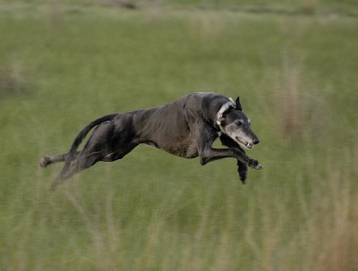 Greyhound power and speed at full stretch