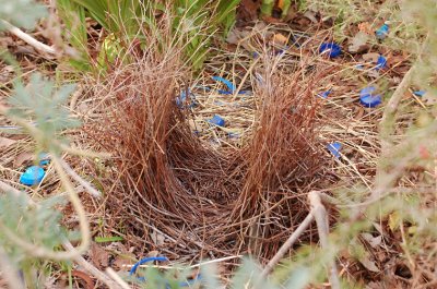 The new Satin Bower Bird bower for 2007