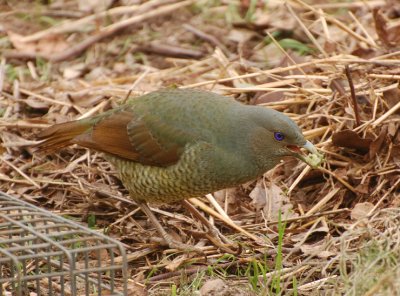 Female satin Bower Bird eating baby strawberries - taken through the kitchen window.