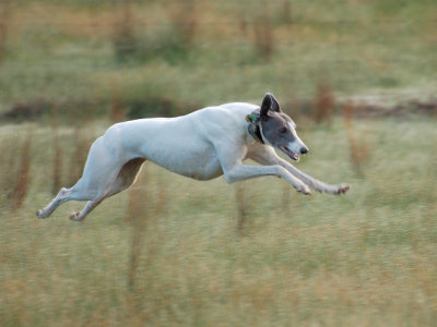 Hilary, full stretch and airborne.